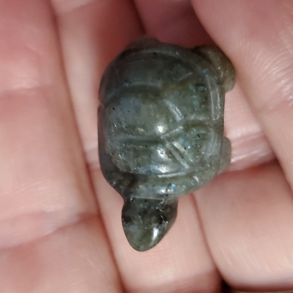 Turtle Family 🐢🐢🐢 - Picture 8 of 9